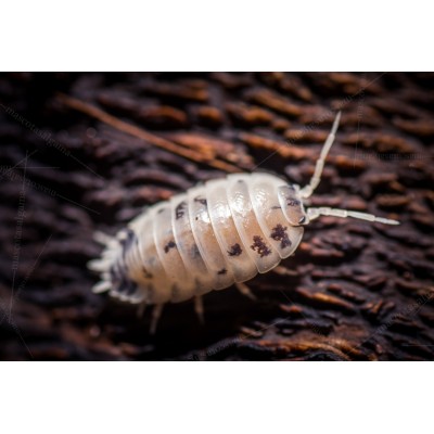 Cochinilla -Isopodo - Porcellio laevis dairy cow